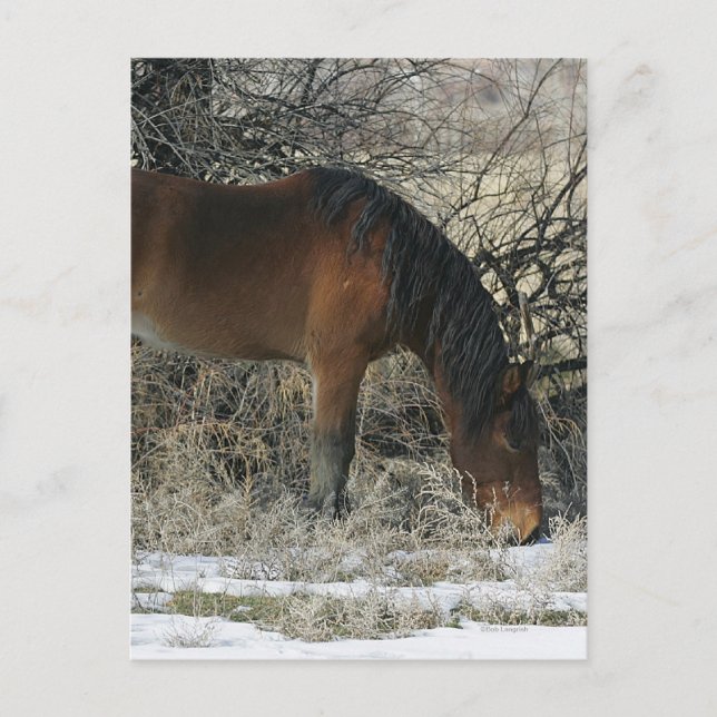 Wild Mustang Horse in the Snow 1 Postcard (Front)