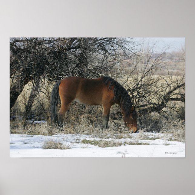 Wild Mustang Horse in the Snow 1 Poster (Front)
