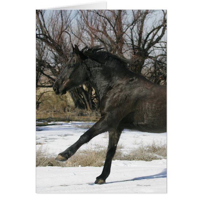 Wild Mustang Horse in the Snow 2 (Front)