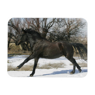 Wild Mustang Horse in the Snow 2 Magnet