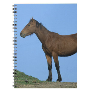 Wild Mustang Horse Notebook