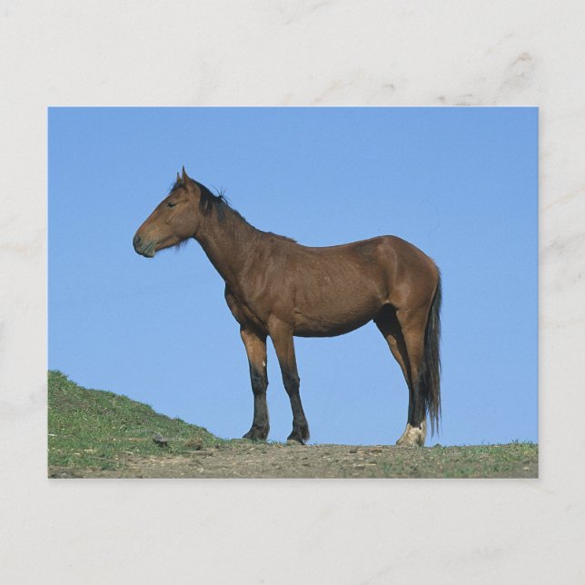 Wild Mustang Horse Postcard (Front)