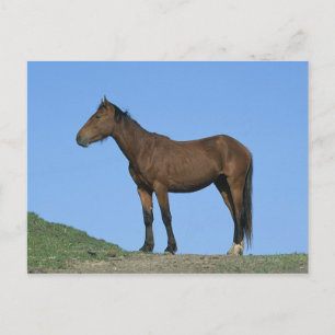 Wild Mustang Horse Postcard