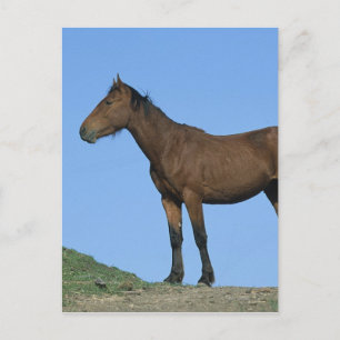 Wild Mustang Horse Postcard