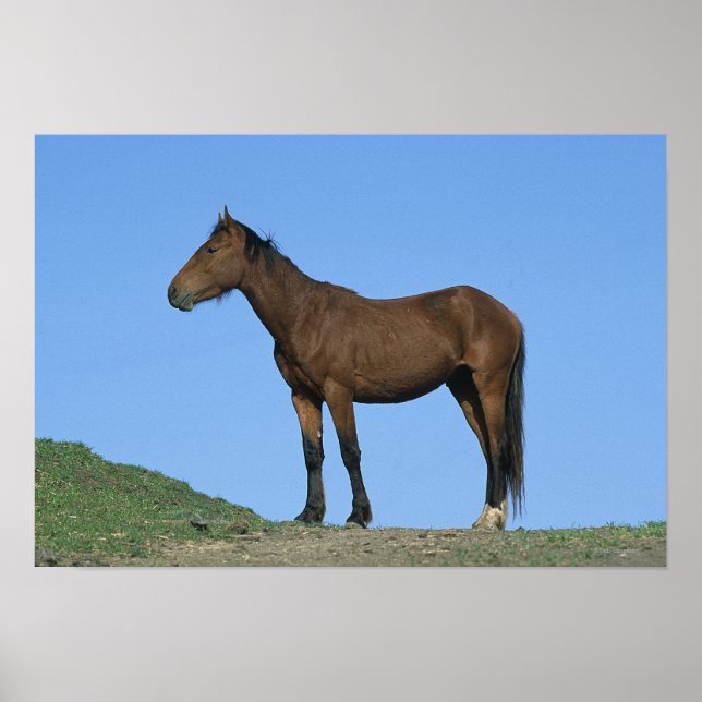 Wild Mustang Horse Poster (Front)