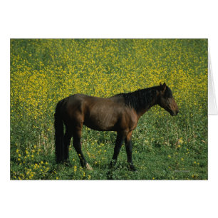 Wild Mustang Horse Standing in Flowers