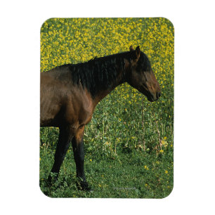 Wild Mustang Horse Standing in Flowers Magnet