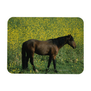 Wild Mustang Horse Standing in Flowers Magnet