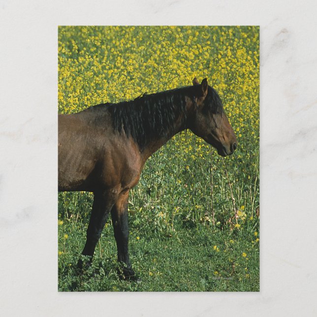 Wild Mustang Horse Standing in Flowers Postcard (Front)