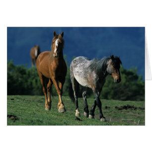 Wild Mustang Horses