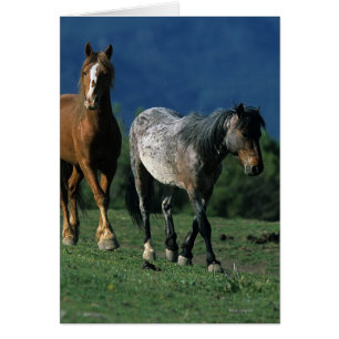 Wild Mustang Horses