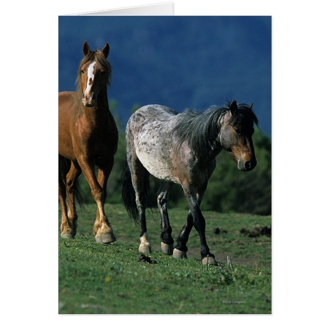 Wild Mustang Horses (Front)