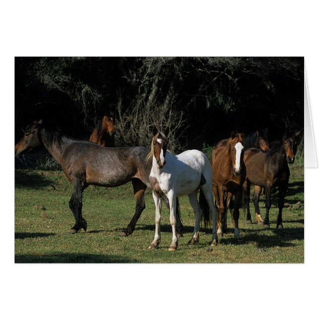 Wild Mustang Horses 1 (Front Horizontal)