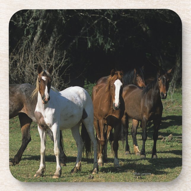 Wild Mustang Horses 1 Coaster (Front)