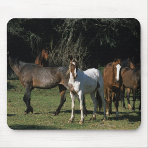 Wild Mustang Horses 1 Mouse Pad