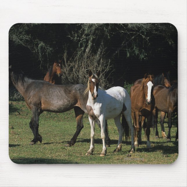 Wild Mustang Horses 1 Mouse Pad (Front)