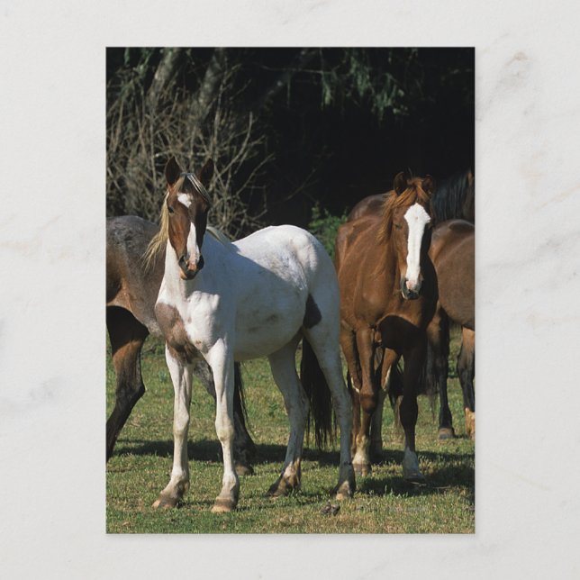 Wild Mustang Horses 1 Postcard (Front)