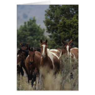 Wild Mustang Horses 2