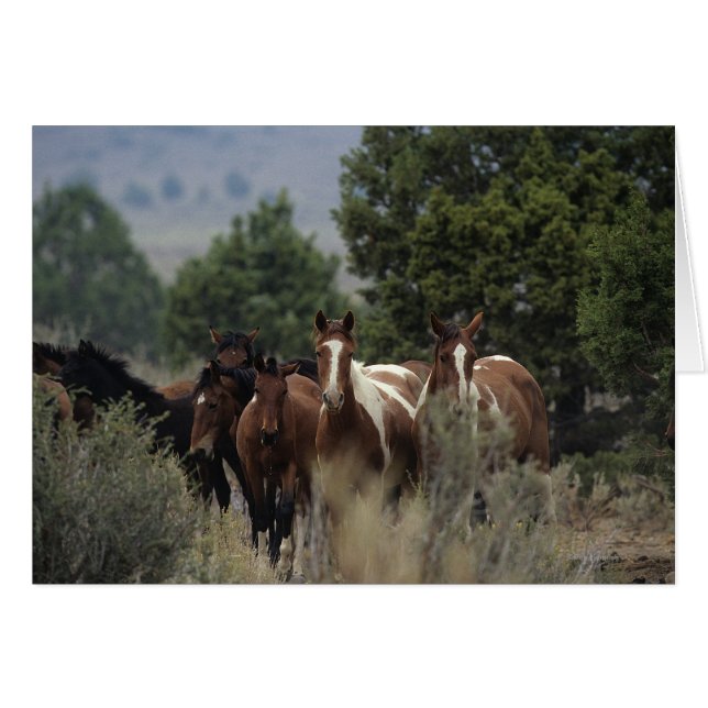 Wild Mustang Horses 2 (Front Horizontal)