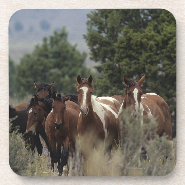 Wild Mustang Horses 2 Coaster (Front)