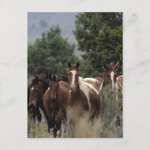 Wild Mustang Horses 2 Postcard