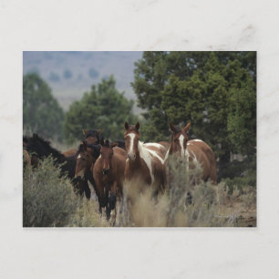 Wild Mustang Horses 2 Postcard