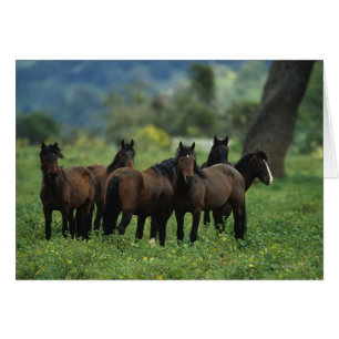 Wild Mustang Horses 3
