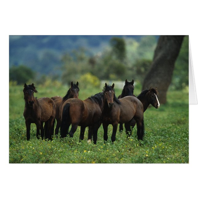 Wild Mustang Horses 3 (Front Horizontal)
