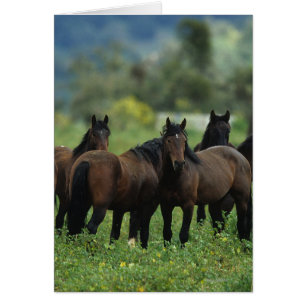 Wild Mustang Horses 3