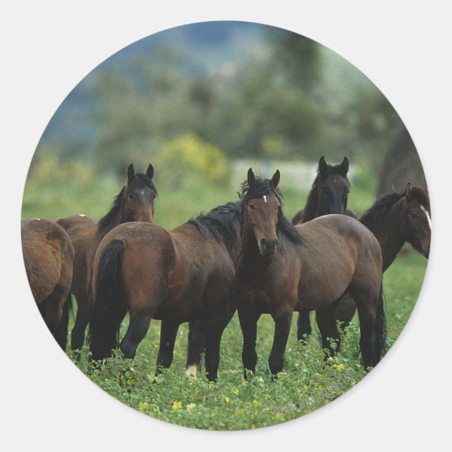 Wild Mustang Horses 3 Classic Round Sticker (Front)