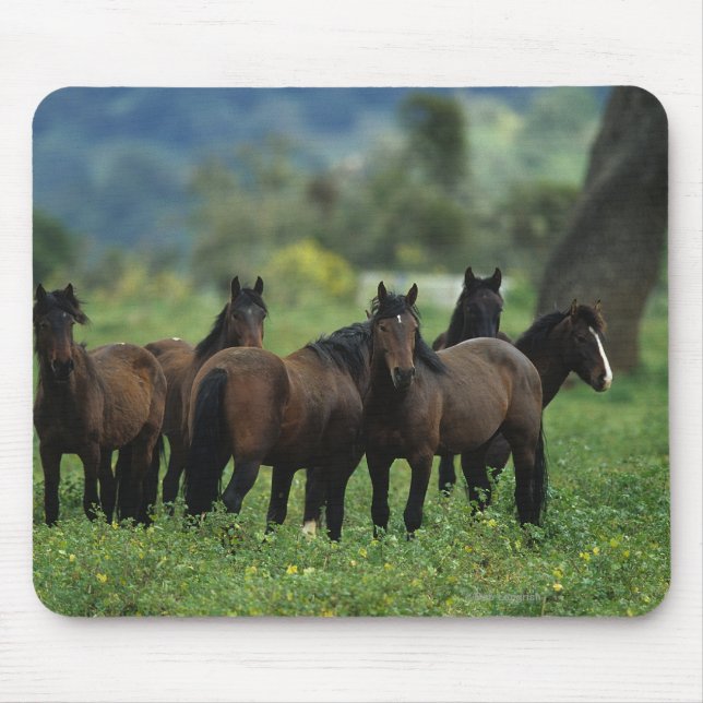 Wild Mustang Horses 3 Mouse Pad (Front)