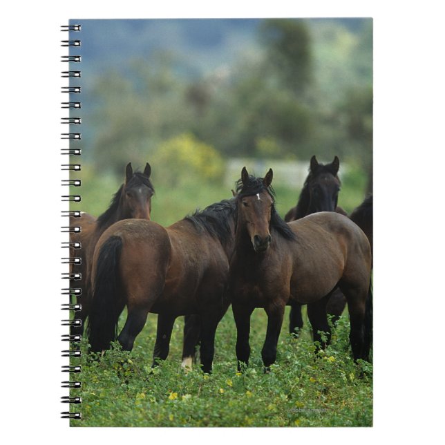 Wild Mustang Horses 3 Notebook (Front)