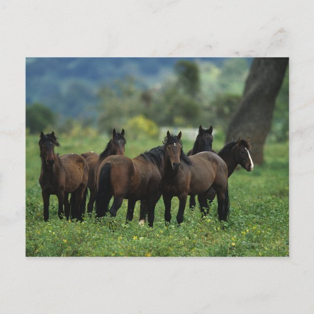 Wild Mustang Horses 3 Postcard (Front)