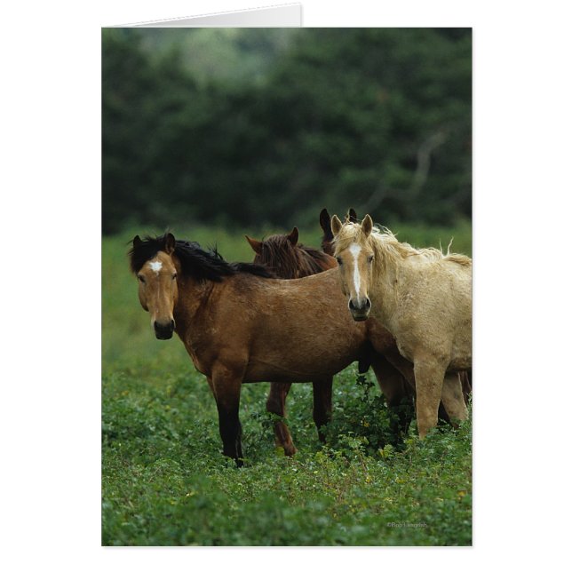 Wild Mustang Horses 4 (Front)