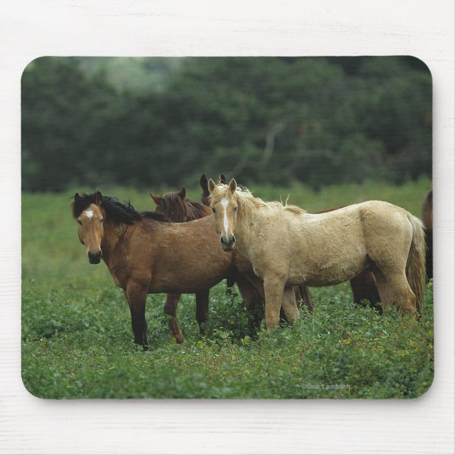 Wild Mustang Horses 4 Mouse Pad (Front)