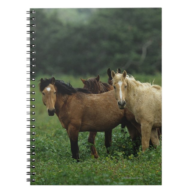Wild Mustang Horses 4 Notebook (Front)
