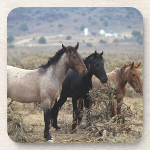 Wild Mustang Horses 5 Coaster