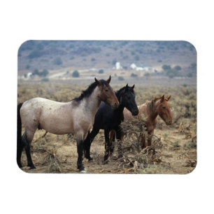 Wild Mustang Horses 5 Magnet