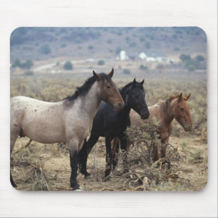 Wild Mustang Horses 5 Mouse Pad