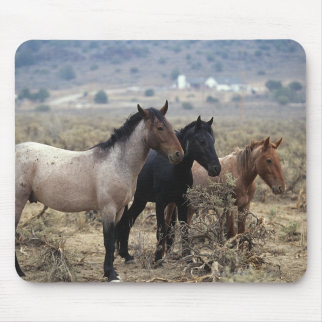 Wild Mustang Horses 5 Mouse Pad (Front)