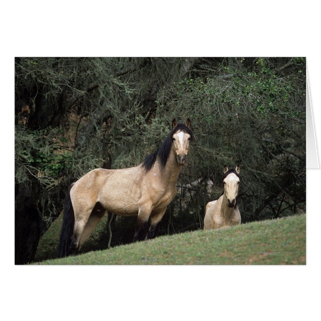 Wild Mustang Horses 6 (Front Horizontal)