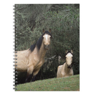 Wild Mustang Horses 6 Notebook
