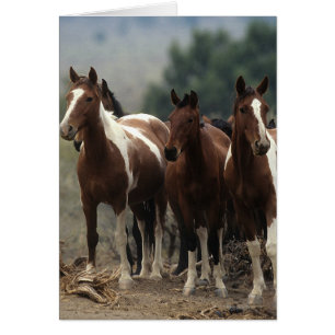 Wild Mustang Horses 7