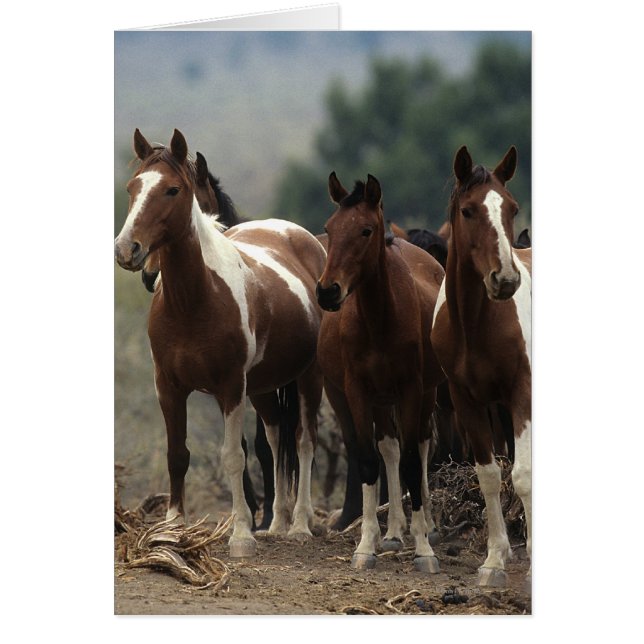 Wild Mustang Horses 7 (Front)