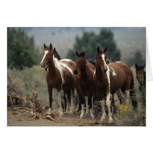 Wild Mustang Horses 7