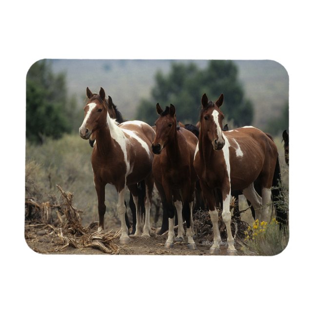 Wild Mustang Horses 7 Magnet (Horizontal)