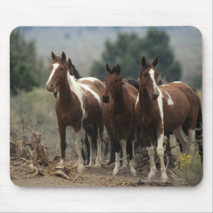 Wild Mustang Horses 7 Mouse Pad