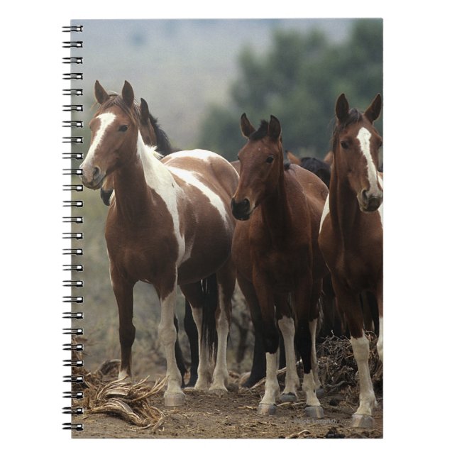 Wild Mustang Horses 7 Notebook (Front)