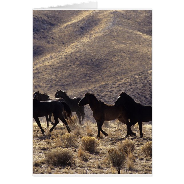 Wild Mustang Horses in the Desert 1 (Front)