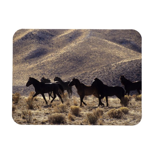 Wild Mustang Horses in the Desert 1 Magnet (Horizontal)